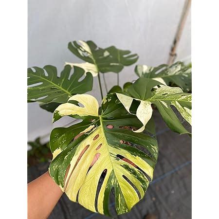 Monstera Mint Large Form: A Rare Houseplant Gem