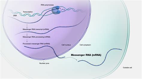 Mrna: The Messenger Rna Matching Form And Function