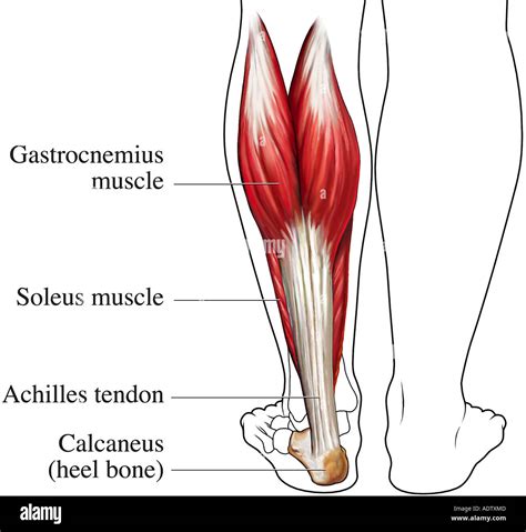 Muscles Forming The Achilles Tendon