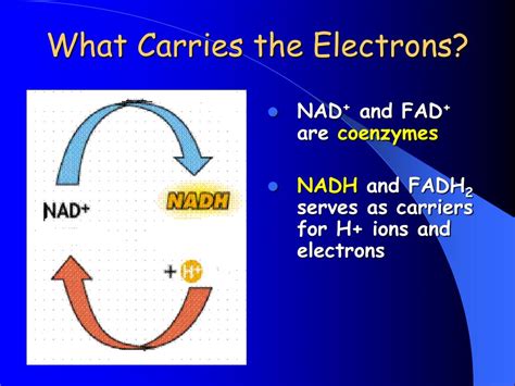 Nadh In Glycolysis: The Electron Acceptors Reduced Form