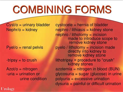 Nephro Combining Form Meaning Kidney