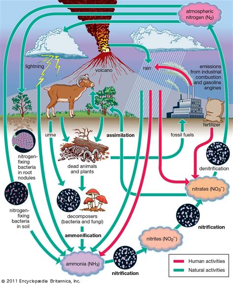 Nitrogen Fixation: How Bacteria Make Nitrogen Usable