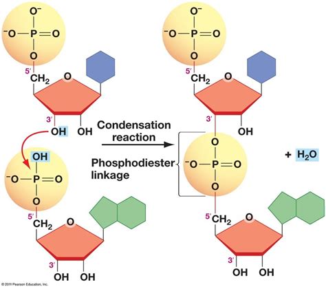 Nucleotides Bonding: Forming The Backbone Of Nucleic Acids