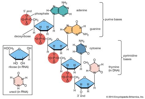 Nucleotides To Nucleic Acid: The Polymerization Process