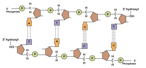 Nucleotides To Polynucleotides: The Polymerization Process Explained