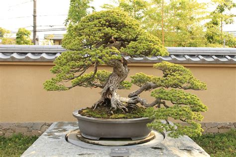 Orange Piccolo Form: Bonsai Tree Growing And Care Guide