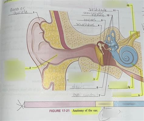 Otology: The Combining Form For Ear-Related Terms