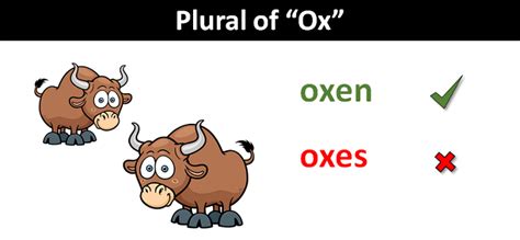 Ox Plural Form: What Is The Correct Word To Use