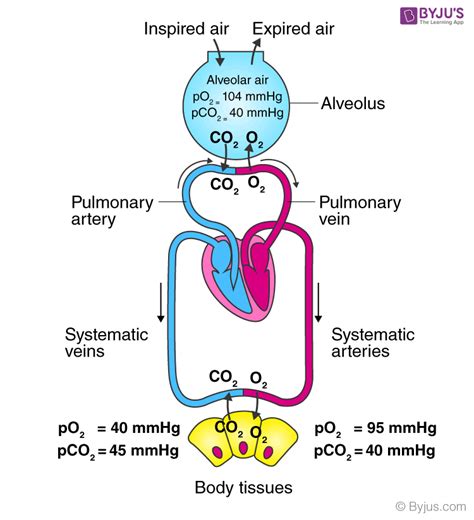 Oxyhemoglobin Formation In Respiration Process Explained