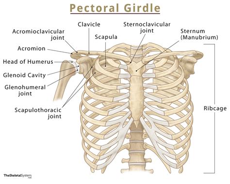 Pectoral Girdle Bones