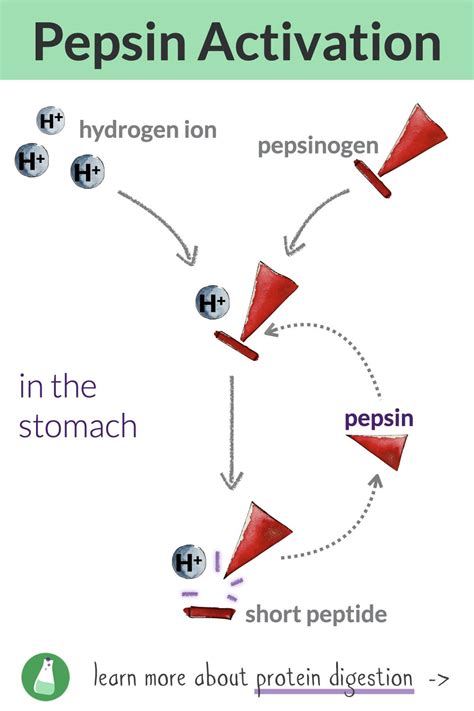 Pepsinogen Conversion To Pepsin: The Activation Process