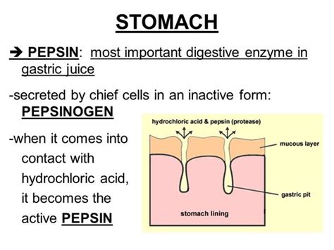 Pepsins Inactive Form: What You Need To Know