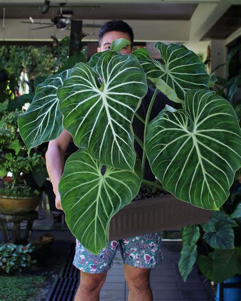 Philodendron Gloriosum Dark Form Care And Growing Guide