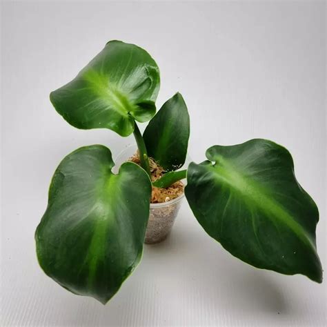 Philodendron Rugosum Aberrant Form: Rare And Exotic Houseplant