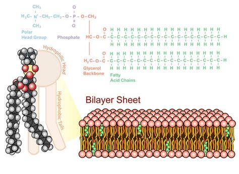 Phospholipids Arrangement In Plasma Membrane Structure