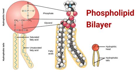 Phospholipids Form A Bilayer: A Structural Necessity Explained