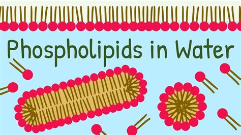 Phospholipids Form Membranes With Water