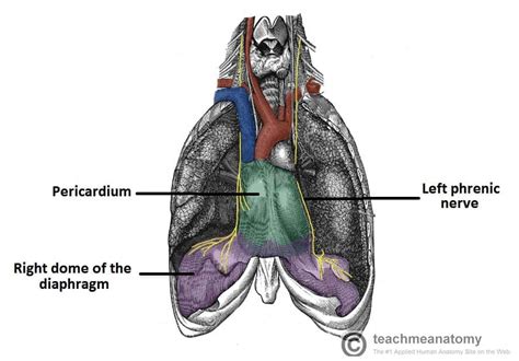 Phrenic Meaning: The Combining Form For Diaphragm Explained