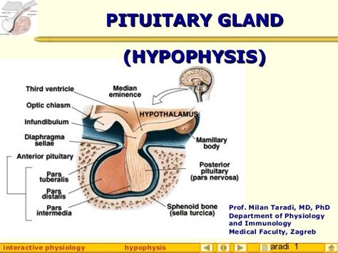 Pituitary Gland Combining Form: Hypophyseal Roots Explained