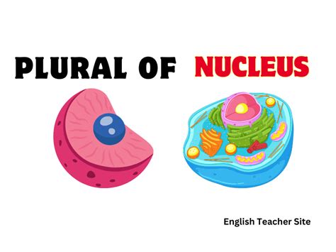 Plural Form Of Nucleus: What You Need To Know