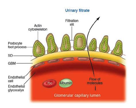 Podocytes Form The Glomerular Filtration Barrier