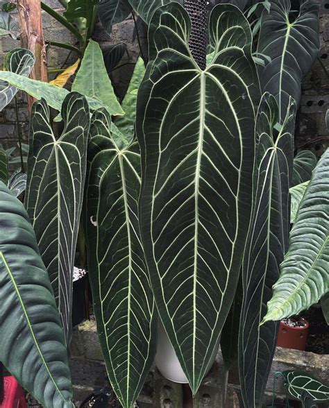 Queen Anthurium Dark Form: Rare Beauty Unveiled