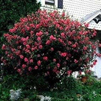 Red Althea Tree Form: A Stunning Ornamental Option