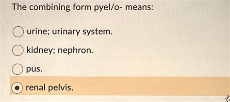 Renal Pelvis Combining Form Explained Simply