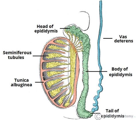 Seminiferous Tubules Merge To Form The Epididymis In Testis