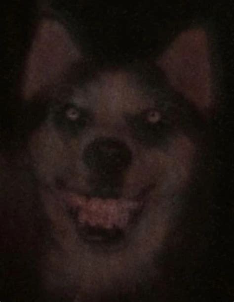 Smile Dog True Form Revealed: Urban Legend Unleashed