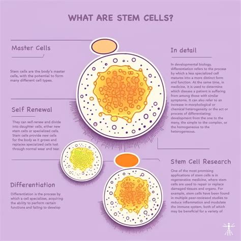 Stem Cells That Differentiate To Form Neutrophils Explained