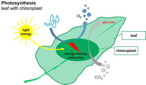 Storing Energy: Glucose Storage Forms In Plants Explained