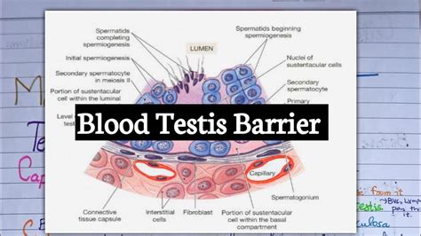 Sustentacular Cells Form The Blood-Testis Barrier