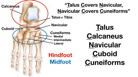 Tarsal Bones Form The Ankle Not The Wrist