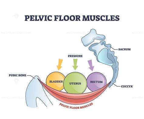 The Pelvic Floors Dynamic Duo: 2 Muscles You Need