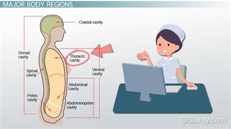 Thorax Meaning In Anatomy