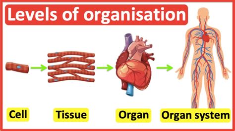 Tissues Combine To Form Organs And Organ Systems