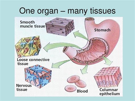 Tissues Unite: Forming Organs And Organ Systems