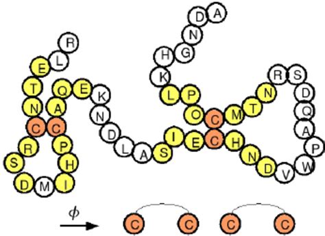 Top 2 Amino Acids Forming Disulfide Bonds