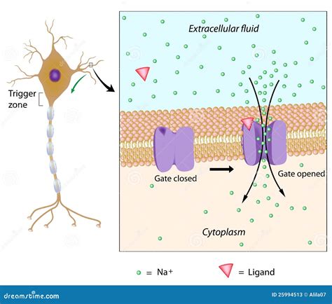 Top Spots For Local Potentials In Neurons Revealed