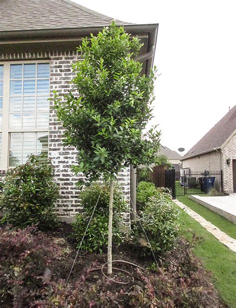 Tree Form Eagleston Holly: A Dense Evergreen For Landscapes