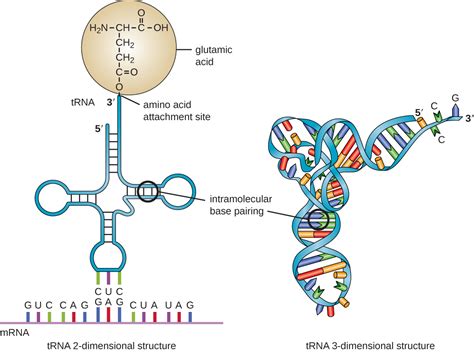 Trna Functions And Forms In Rna World