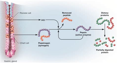 Understanding Inactive Form Of Pepsin: Pepsinogen Explained