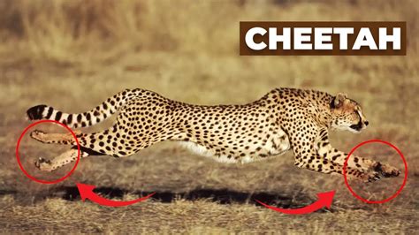 Unleashing Speed: Understanding Druid Cheetah Form