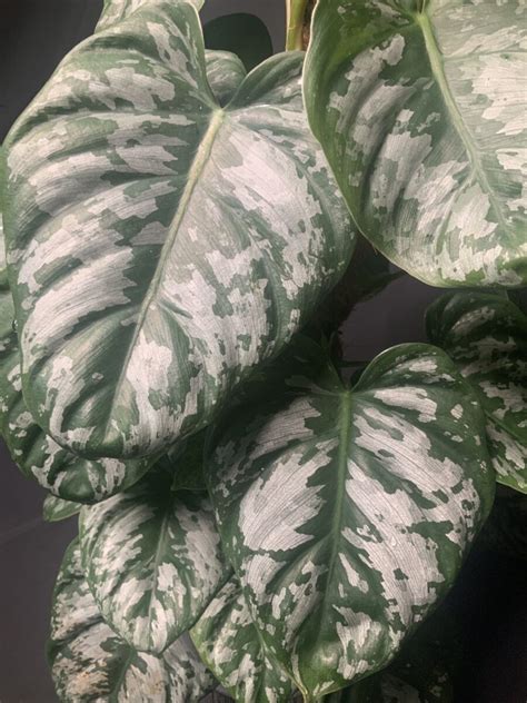 Unveiling Philodendron Brandtianum Wild Form: 5 Key Facts