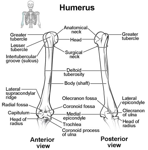 Upper Limb Bones: From Proximal To Distal Explained