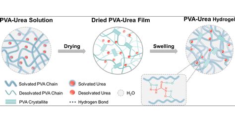 Ureas Hydrogen Bonding Capacity Explained