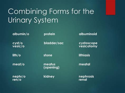 Urinary Sac Combining Form: What You Need To Know