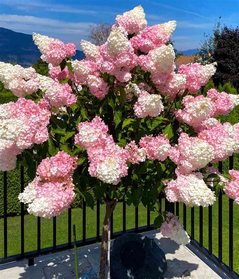 Vanilla Strawberry Hydrangea Tree Form: A Unique Garden Delight