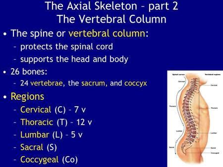 Vertebral Column Protects The Spinal Cord